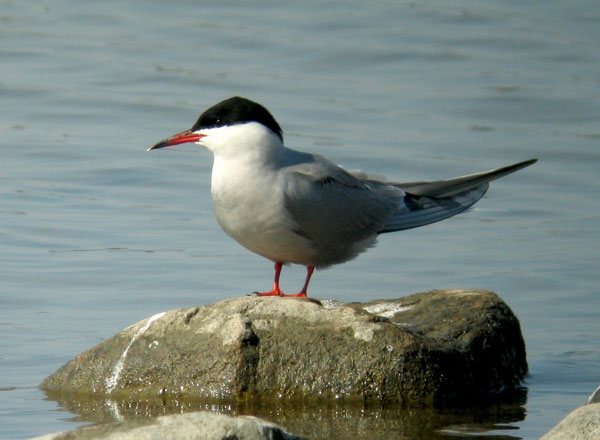 Kalatiira