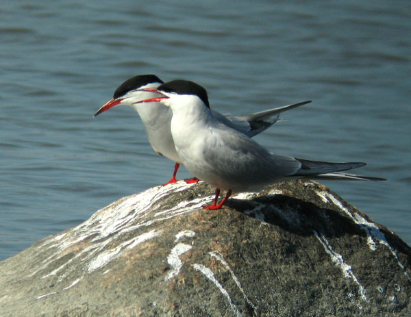 Kalatiira