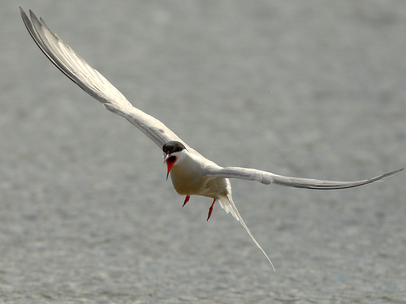 Kalatiira, Common Tern (Sterna hirundo)