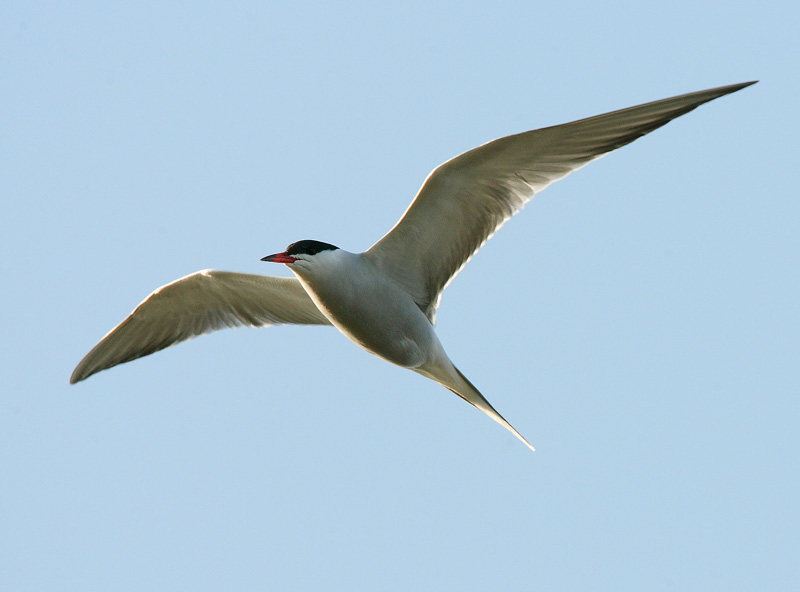 Kalatiira, Common Tern (Sterna hirundo)