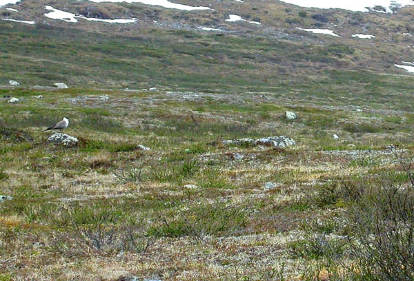 Tunturikihu