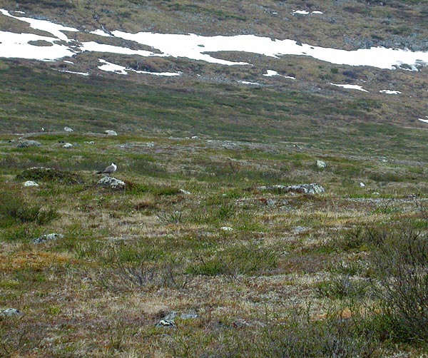 Tunturikihu
