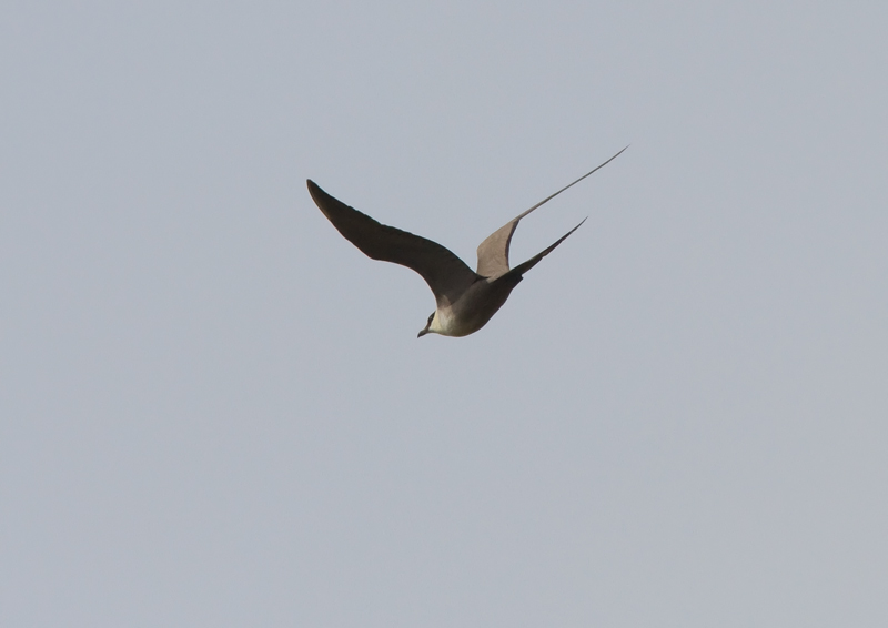 Tunturikihu Stercorarius longicaudus