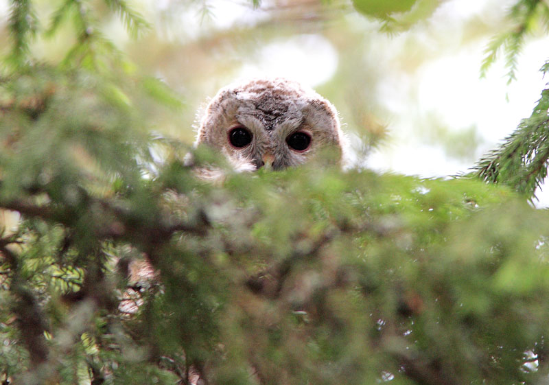 Lehtop�ll� (Strix aluco)