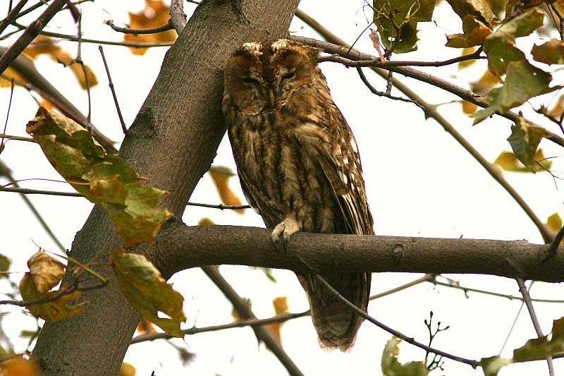 Lehtop�ll� (Strix aluco)