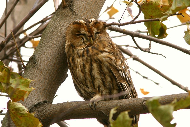 Lehtop�ll� (Strix aluco)