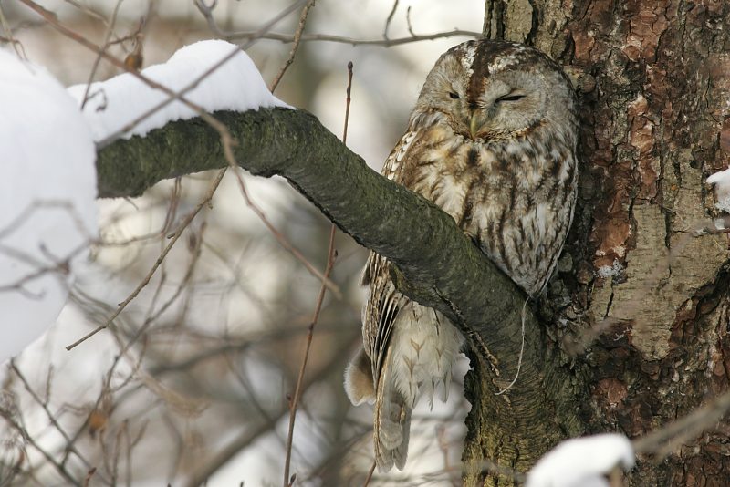 Lehtop�ll� (Strix aluco)