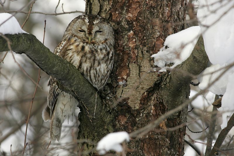 Lehtop�ll� (Strix aluco)