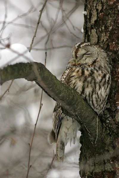 Lehtop�ll� (Strix aluco)