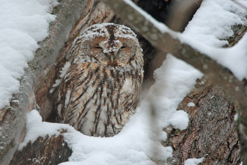 Lehtop�ll� (Strix aluco)