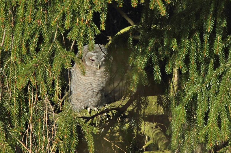 Lehtop�ll� (Strix aluco)