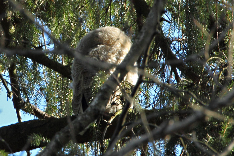 Lehtop�ll� (Strix aluco)