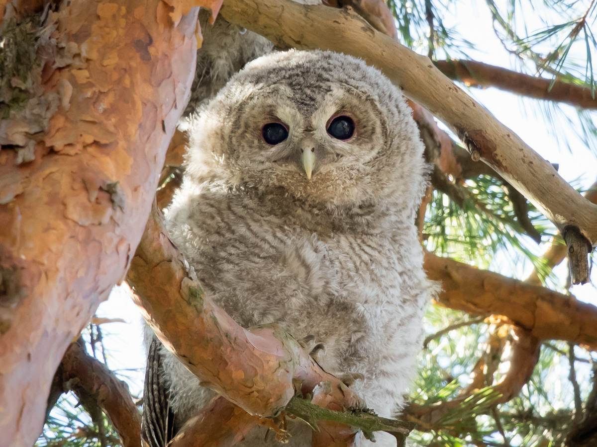 Lehtop�ll� (Strix aluco)
