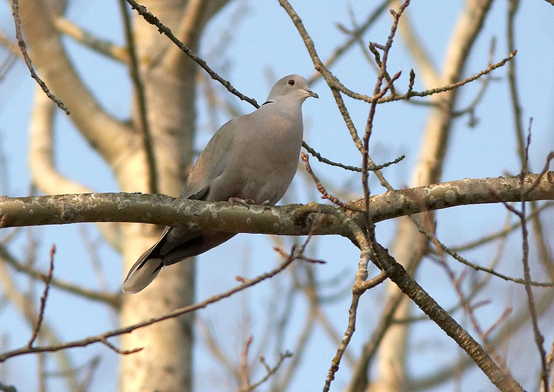 Turkinkyyhky Streptopelia decaocto