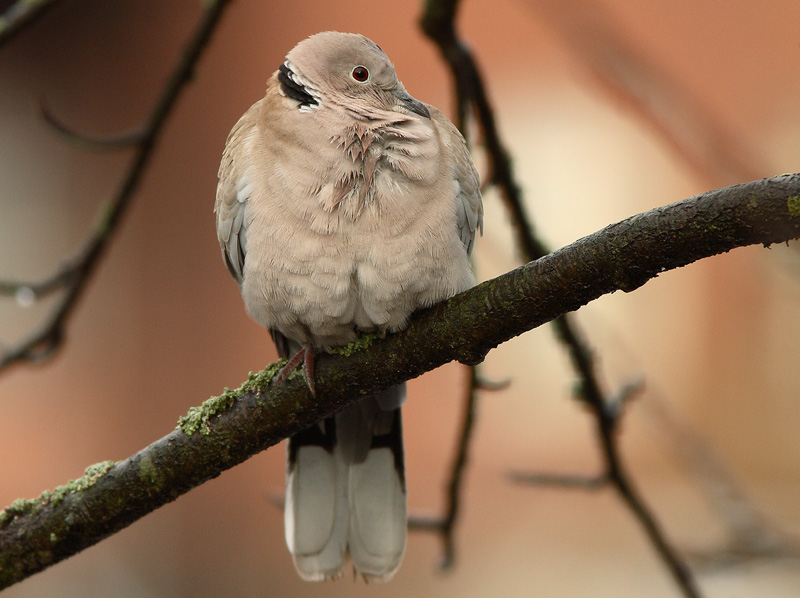 Turkinkyyhky Streptopelia decaocto