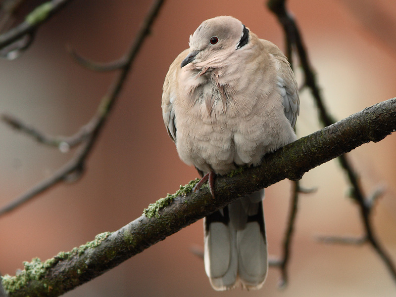 Turkinkyyhky Streptopelia decaocto