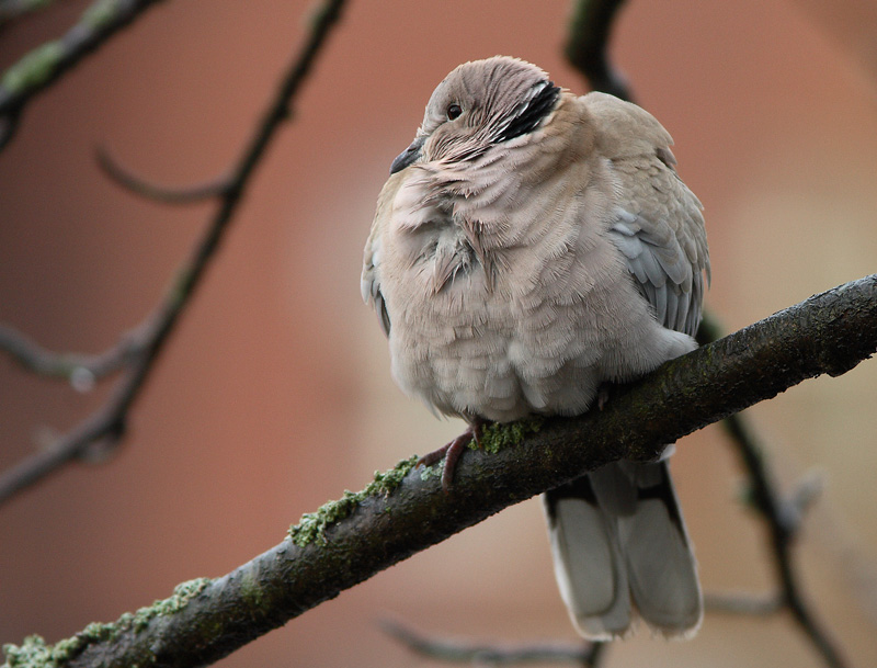 Turkinkyyhky Streptopelia decaocto