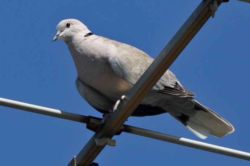 Turkinkyyhky Streptopelia decaocto