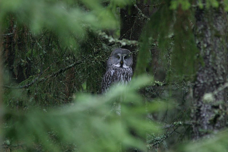 Lapinp�ll� Strix nebulosa