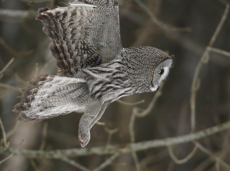 Lapinp�ll� Great Grey Owl (Strix nebulosa)