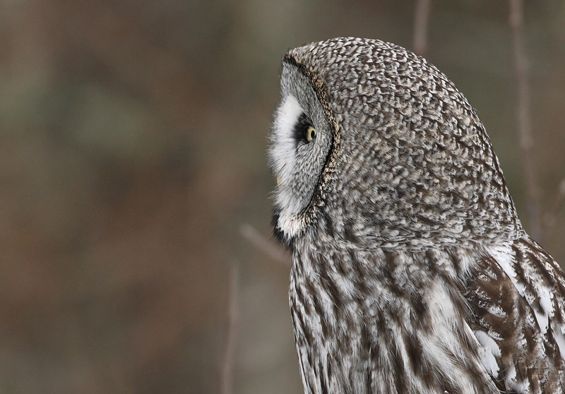 Lapinp�ll� Great Grey Owl (Strix nebulosa)