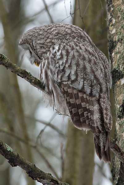 Lapinp�ll� Great Grey Owl (Strix nebulosa)