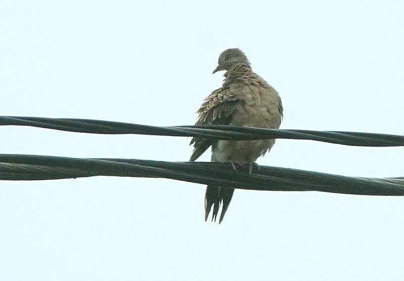 Id�nturturikyyhky (Streptopelia orientalis meena)