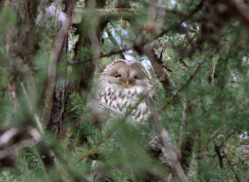 Viirup�ll� (Strix uralensis)
