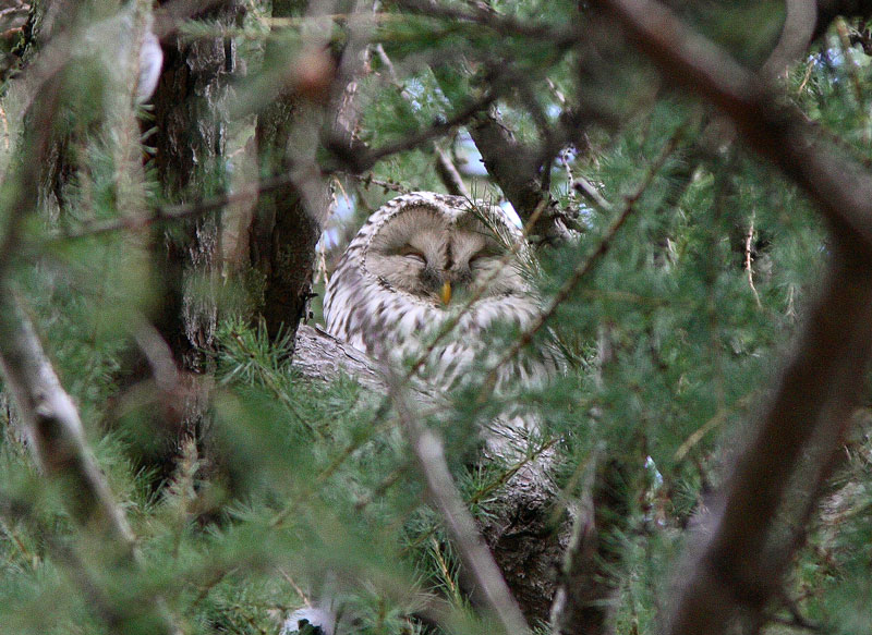Viirup�ll� (Strix uralensis)