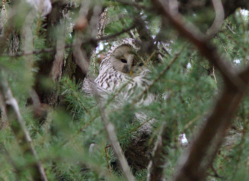 Viirup�ll� (Strix uralensis)