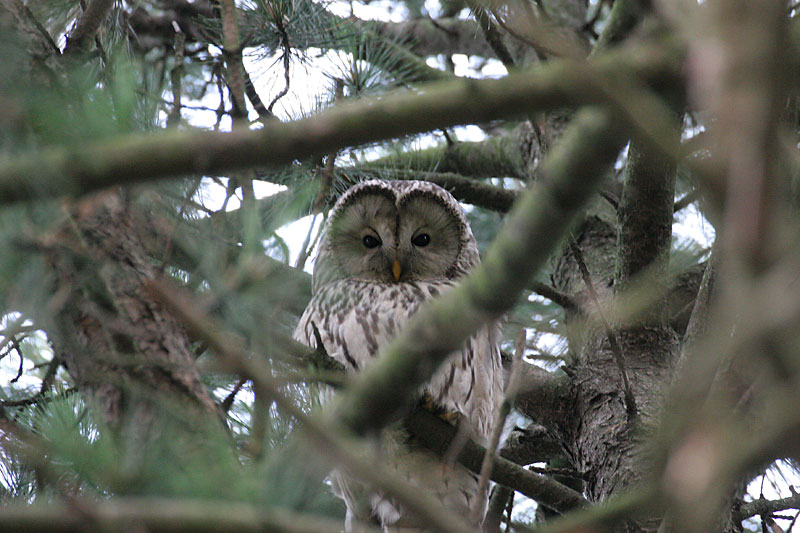 Viirup�ll� (Strix uralensis)