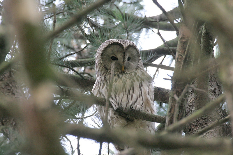 Viirup�ll� (Strix uralensis)