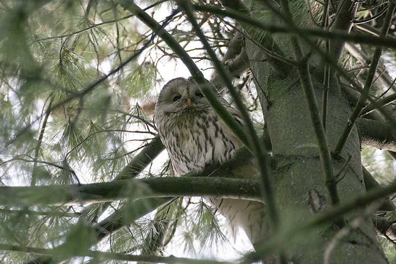 Viirup�ll� (Strix uralensis)