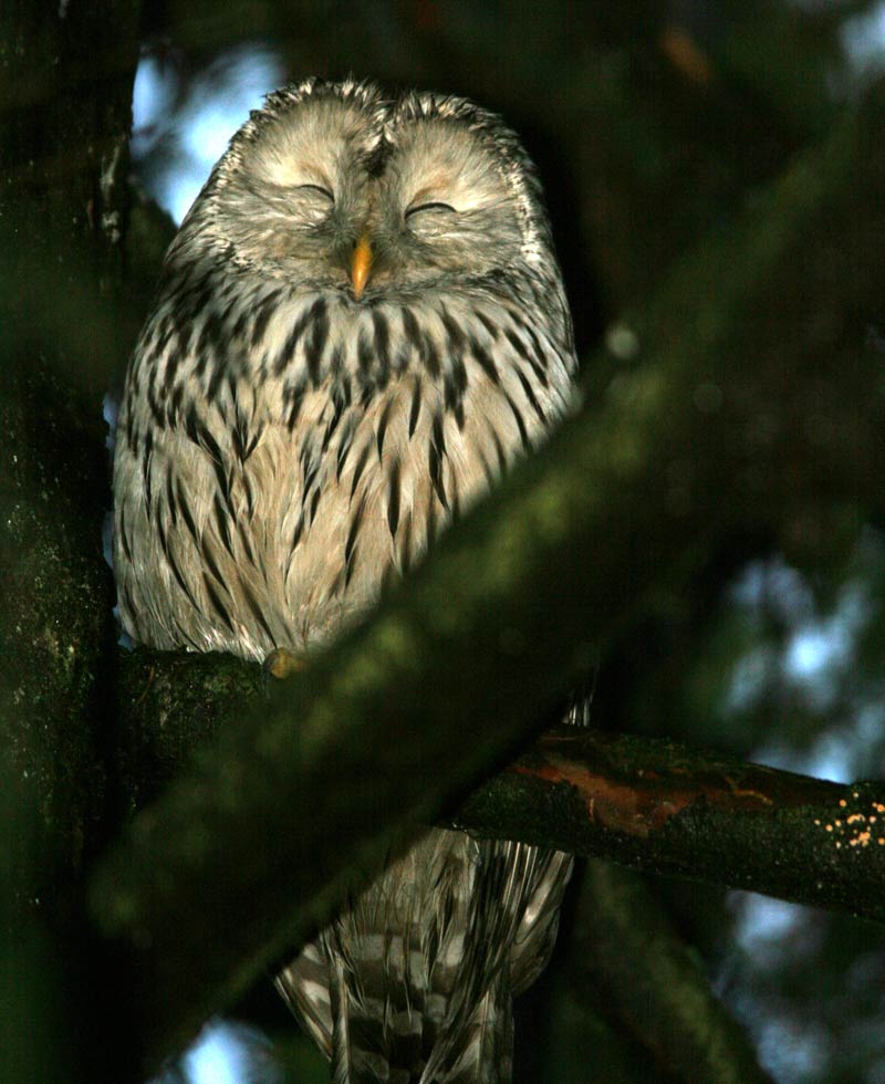 Viirup�ll� (Strix uralensis)