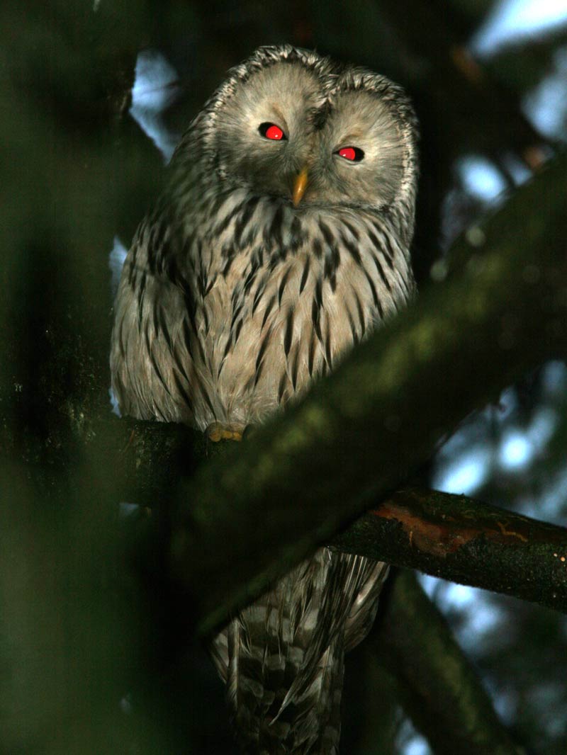 Viirup�ll� (Strix uralensis)