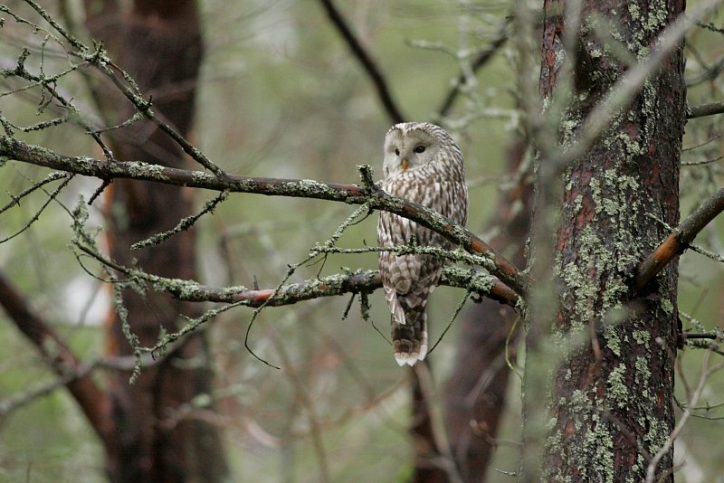Viirup�ll� (Strix uralensis)