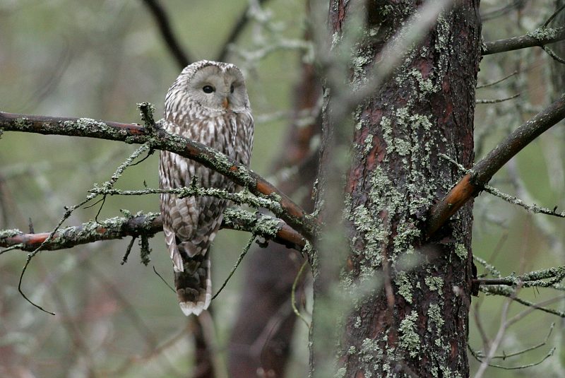 Viirup�ll� (Strix uralensis)
