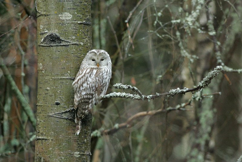 Viirup�ll� (Strix uralensis)