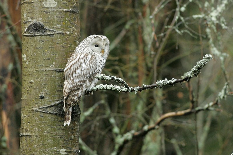 Viirup�ll� (Strix uralensis)