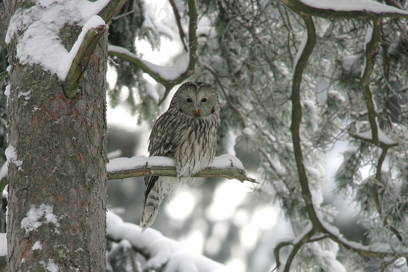Viirup�ll� (Strix uralensis)