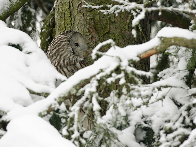 Viirup�ll� Ural Owl(Strix uralensis)