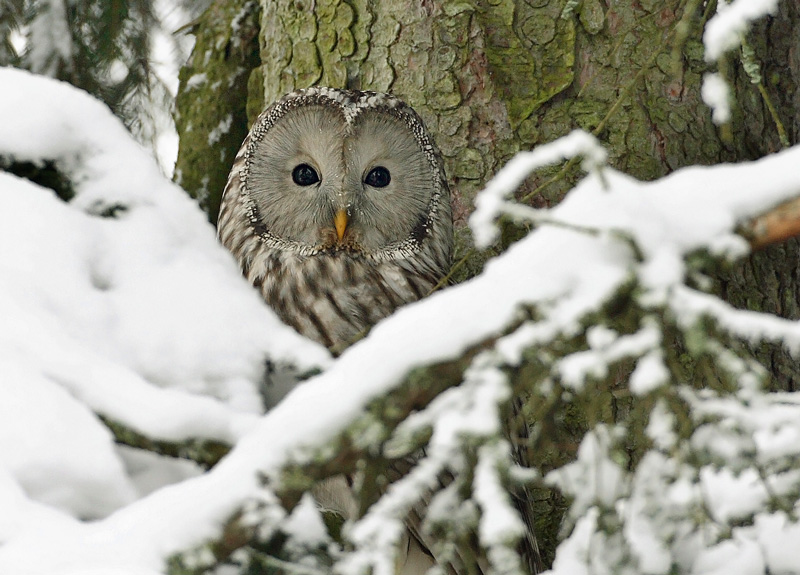Viirup�ll� Ural Owl(Strix uralensis)