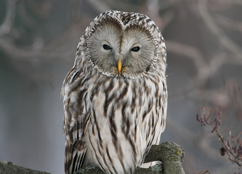 Viirup�ll� Ural Owl(Strix uralensis)