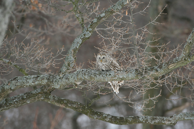 Viirup�ll� Ural Owl(Strix uralensis)