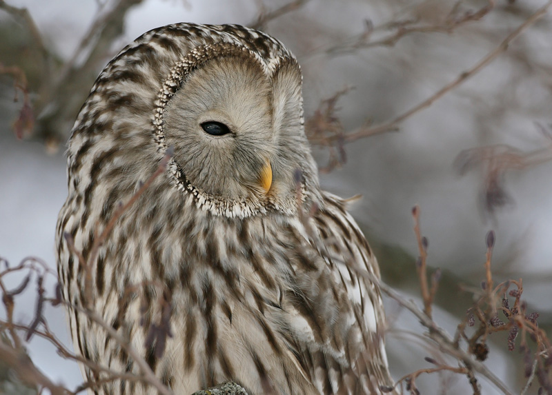 Viirup�ll� Ural Owl(Strix uralensis)