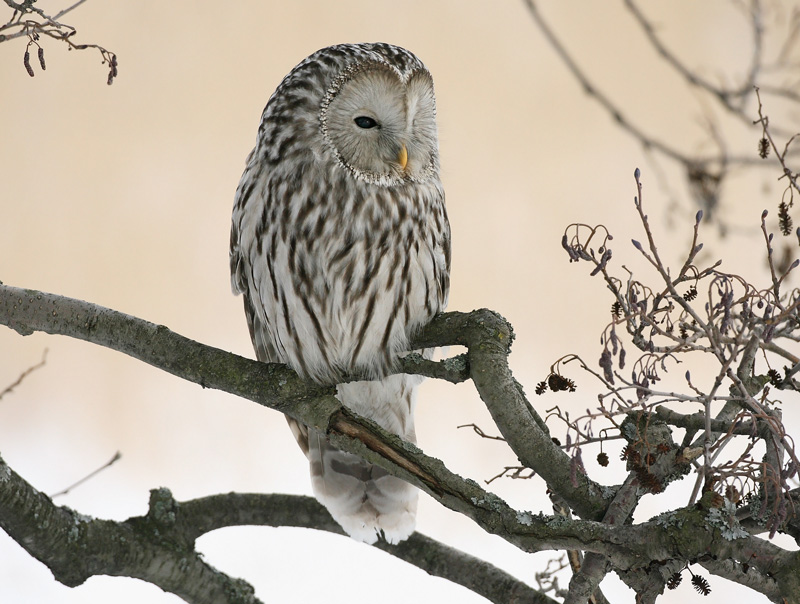 Viirup�ll� Ural Owl(Strix uralensis)