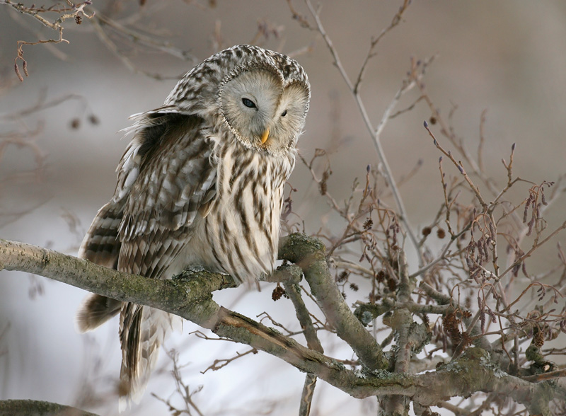 Viirup�ll� Ural Owl(Strix uralensis)