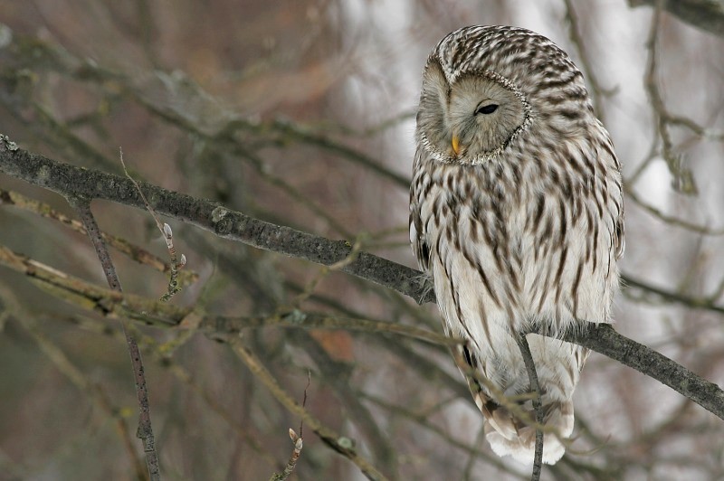 Viirup�ll� Ural Owl(Strix uralensis)