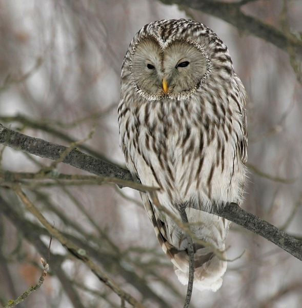 Viirup�ll� Ural Owl(Strix uralensis)
