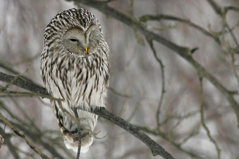Viirup�ll� Ural Owl(Strix uralensis)